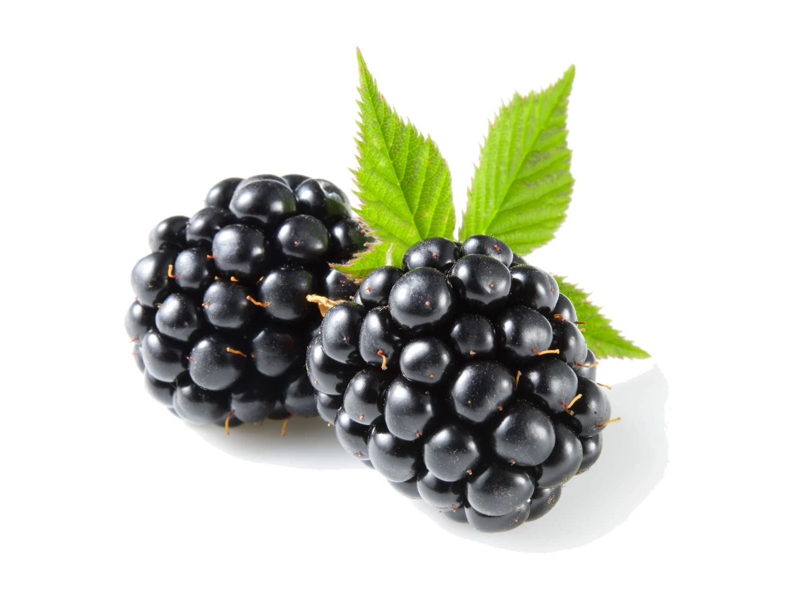 Blackberry