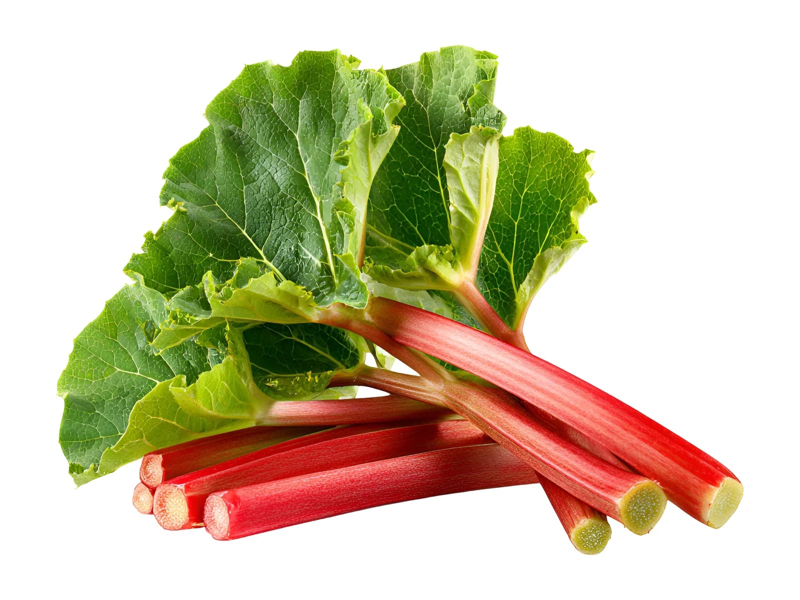 Rhubarb