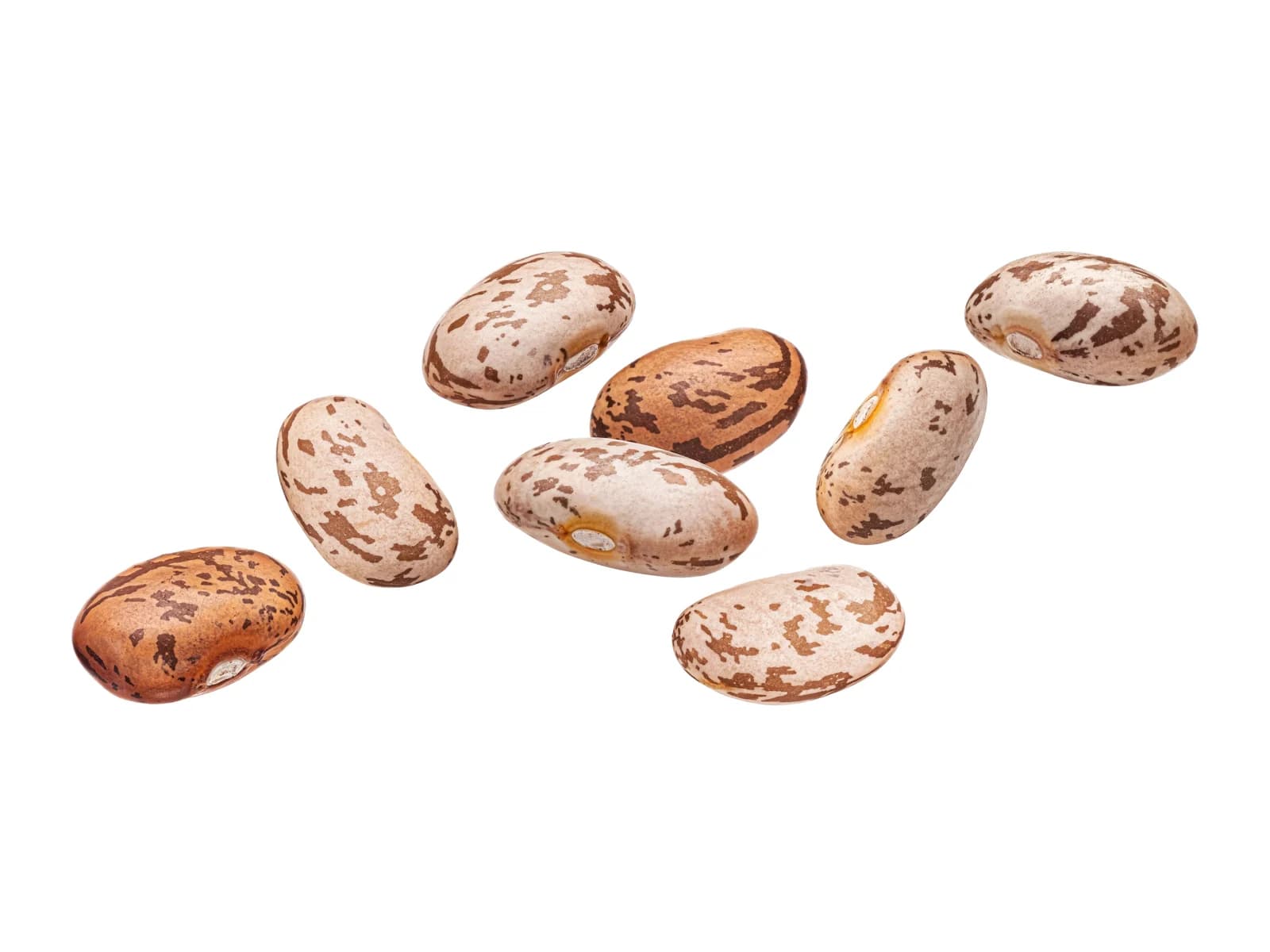 Pinto Beans