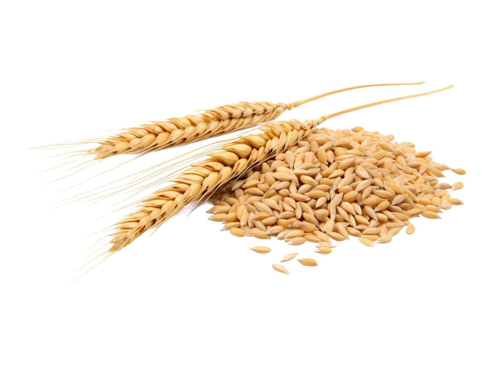 White Barley