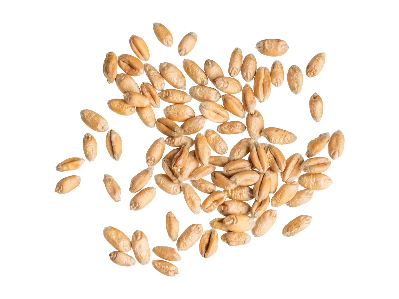 Whole Wheat