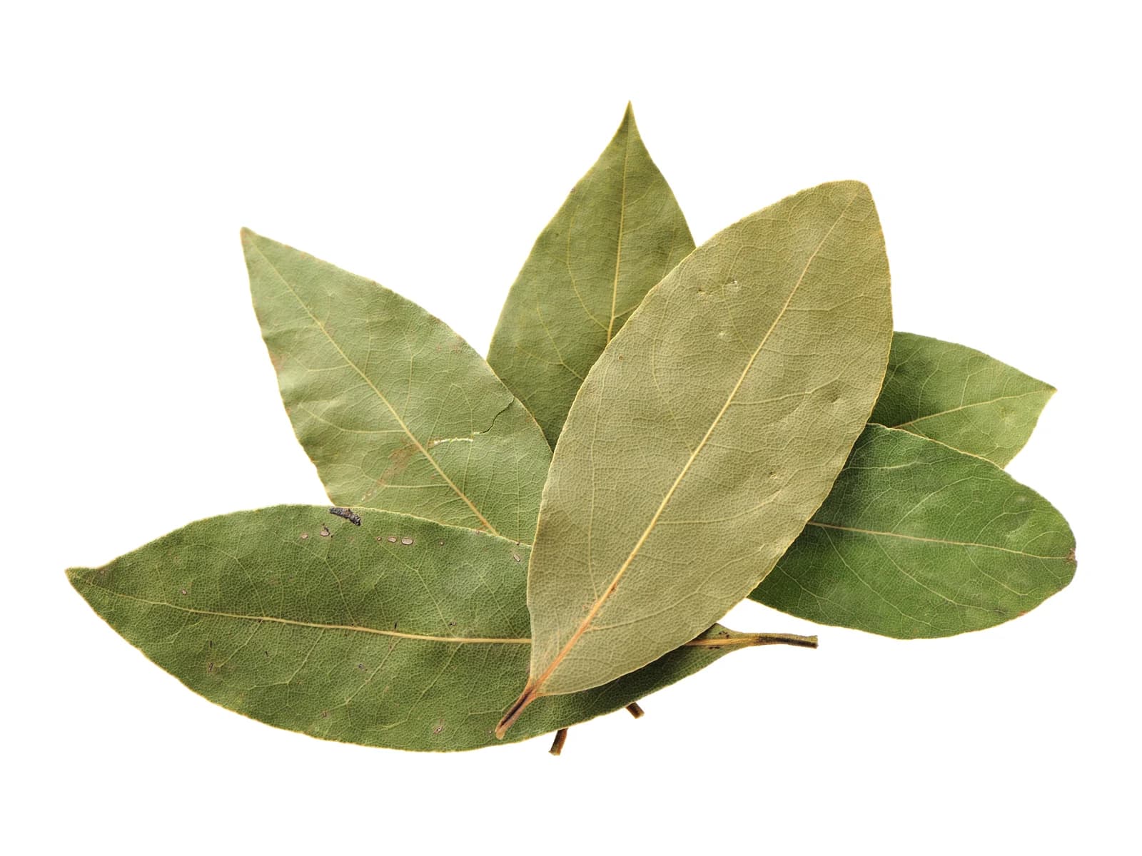 Bay Leaves