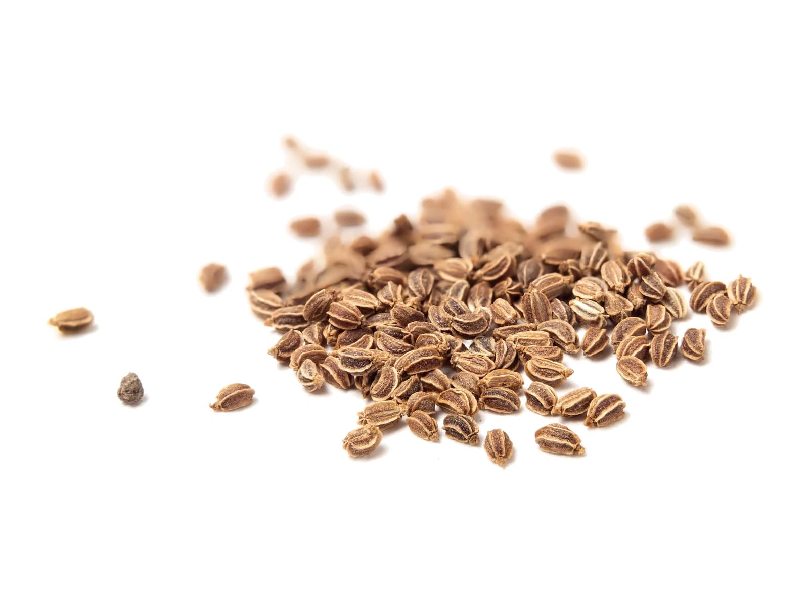 Celery Seed