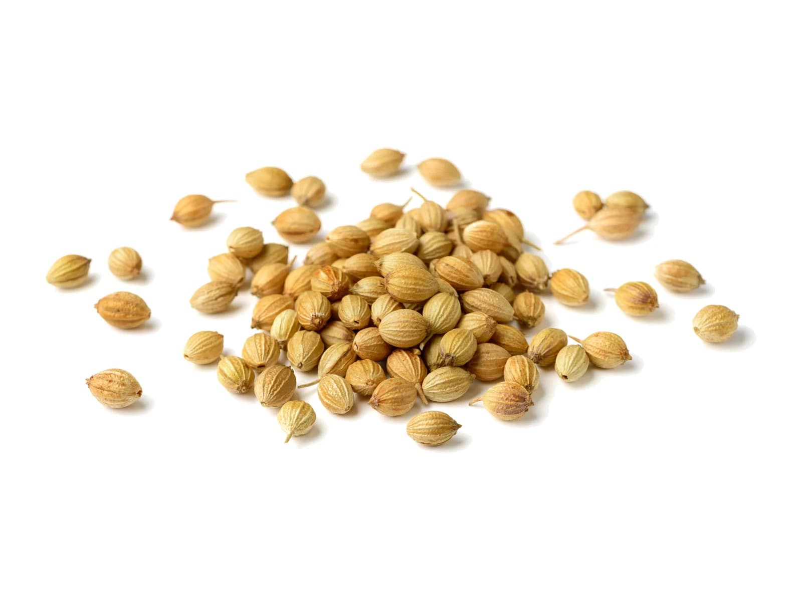 Coriander