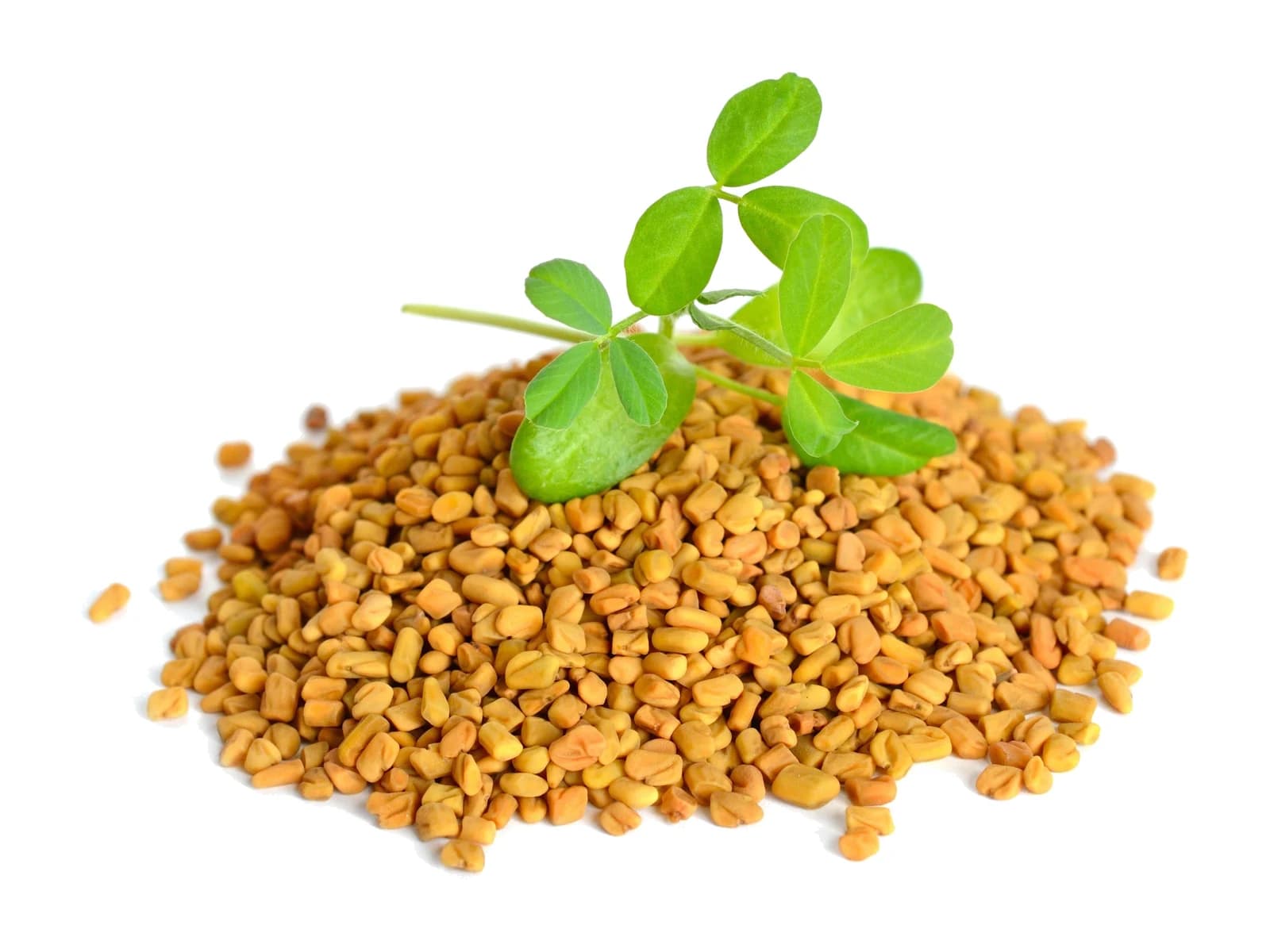 Fenugreek
