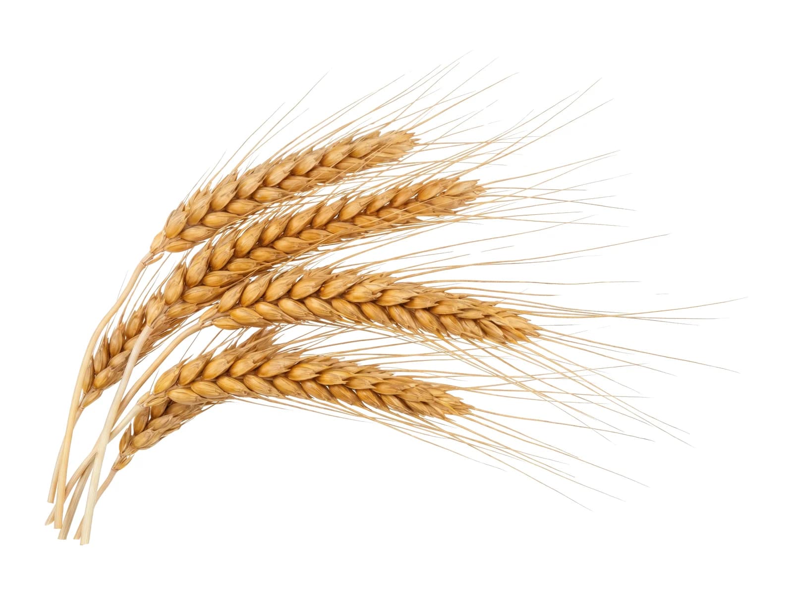 Rye Seasoning