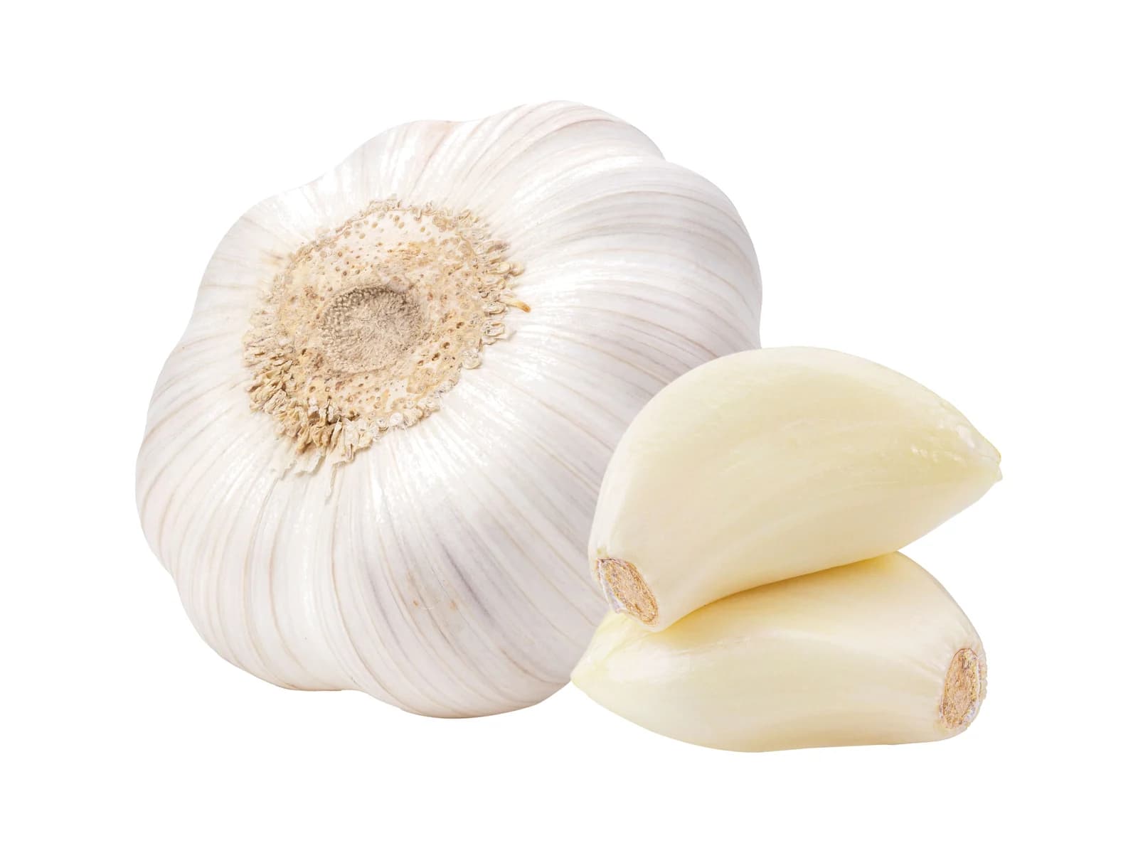 Garlic